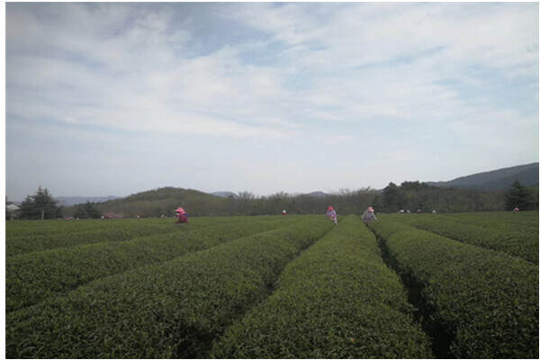 一起来学茶之台地普洱茶爱你不容易（第8期）