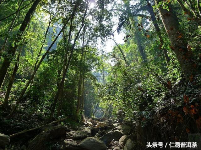 仁易说茶：普洱茶只有做好品质才能撑起概念与商业