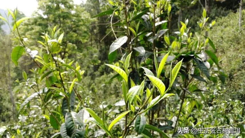 生茶张详解：易武茶之首，刮风寨普洱茶魅力在哪？有何特点？