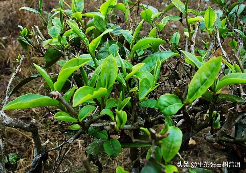 分享：5个知名山头茶，都属于哪个茶区？普洱茶都有什么特点？