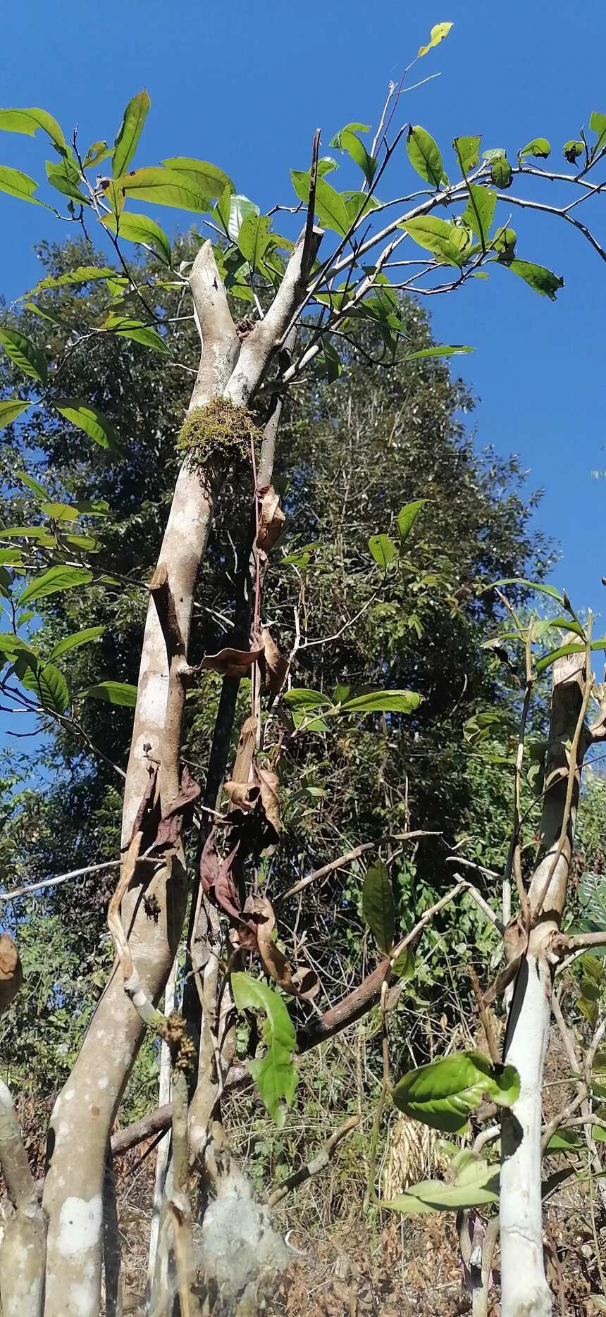 要和“高杆茶”说再见吗？