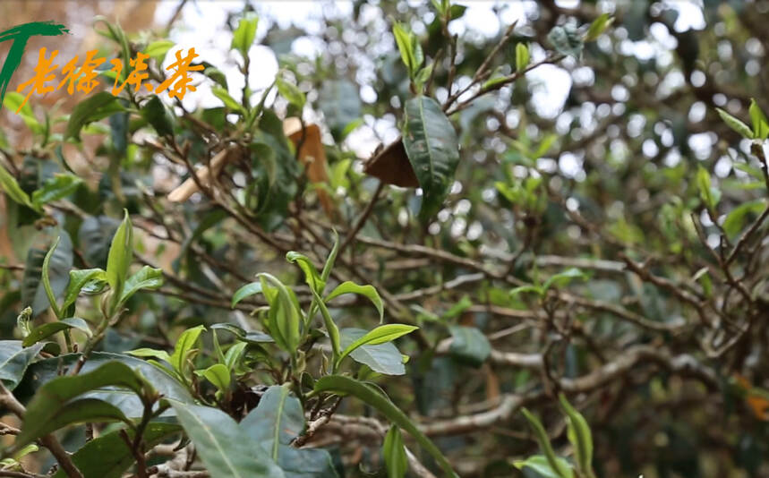 老徐谈茶183：商家热衷将普洱茶区域细分！品质优异还是博人眼球