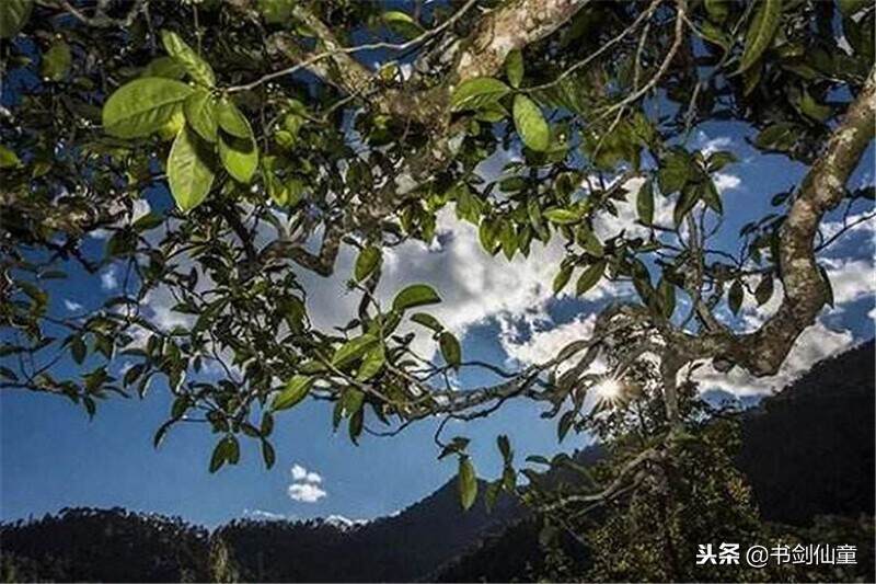 普洱江湖中，纯料和拼配谁将是普洱茶的未来主流？