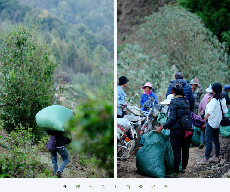 永德大雪山森林野红滇红茶：生性妖娆，收不住的山野韵