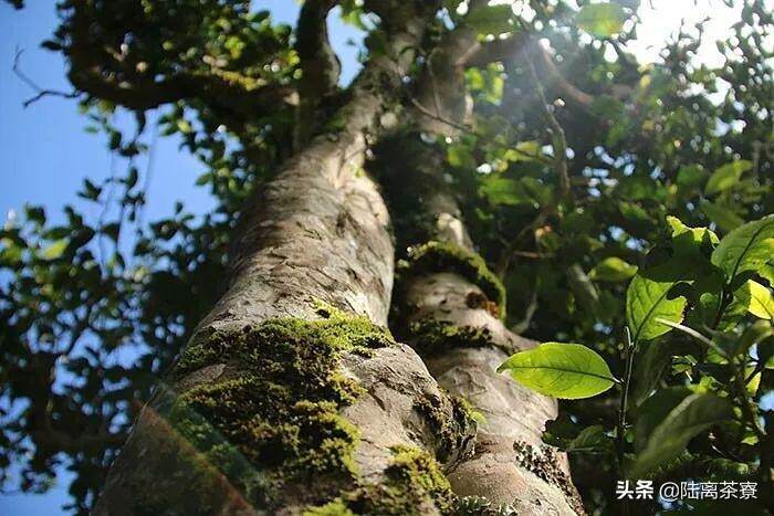 为什么普洱茶企都在上茶山建厂，下市场开店？