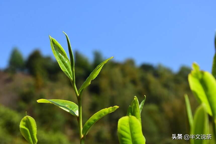 别交学费了！临沧最坑爹的名山茶