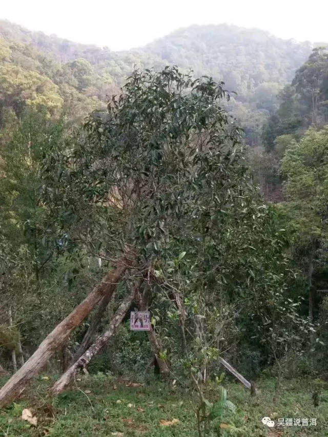 拿到茶王树说是刮风寨那是傻子