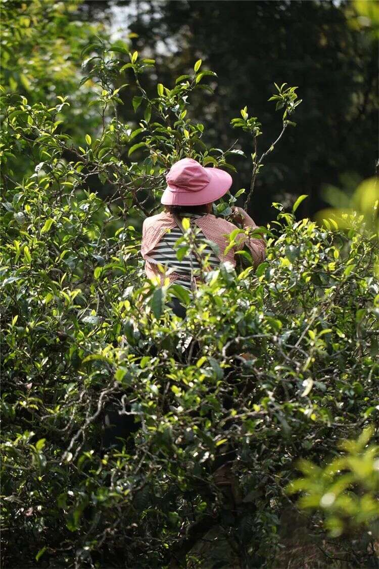 避开天价名山茶，小产区有这些你不知道的好