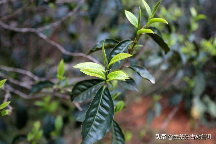 带你认识云南临沧6大茶山，你都清楚是哪6大茶山吗？