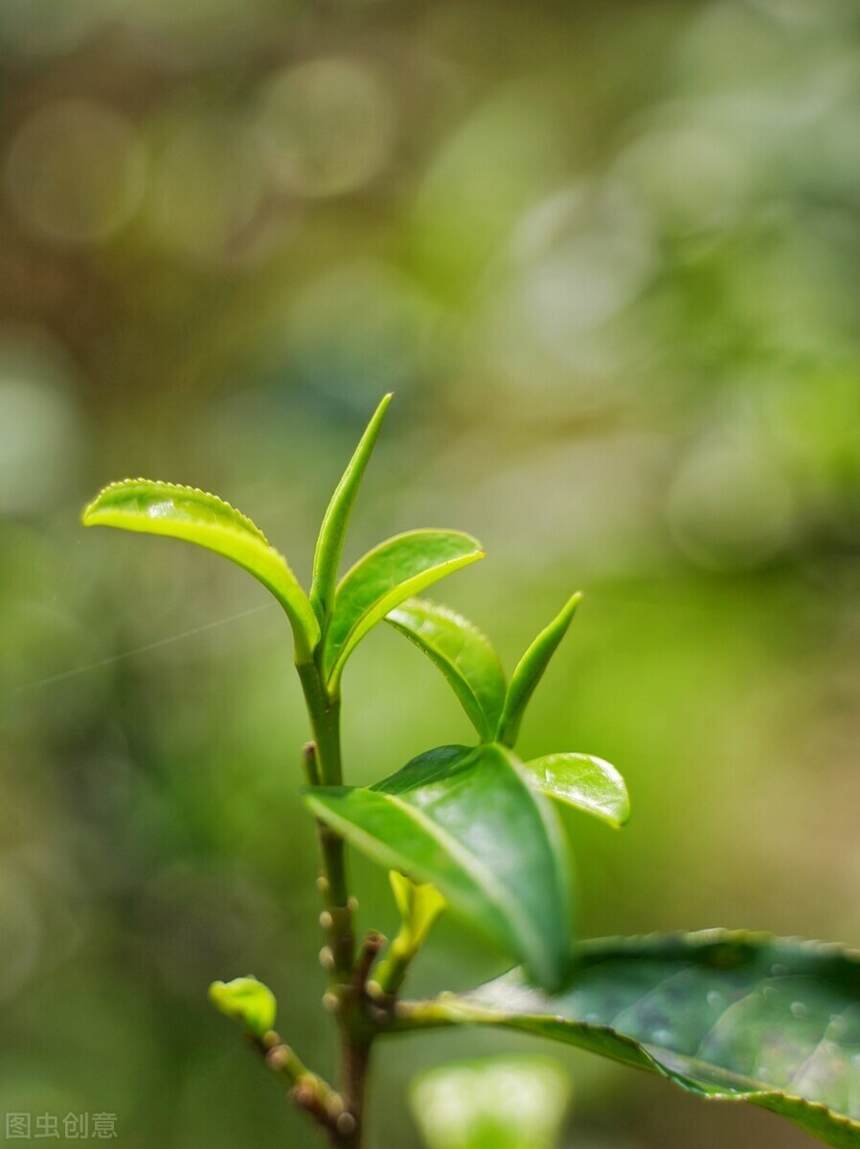 “勐库十八寨，寨寨出好茶。”带你走进勐库茶山？（二）