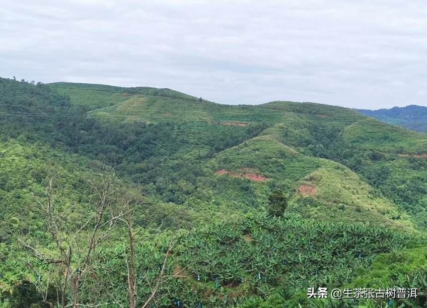 普洱茶知名茶区的著名山头有哪些？每个山头普洱茶有什么特点？