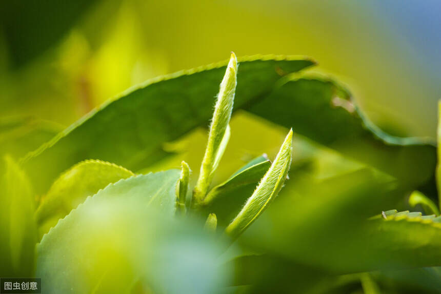 福鼎白茶探访记之一：雾里看花