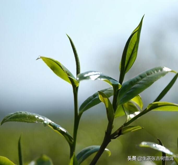 普洱什么茶好喝？推荐：15座茶山所产的普洱茶，你喝过吗？