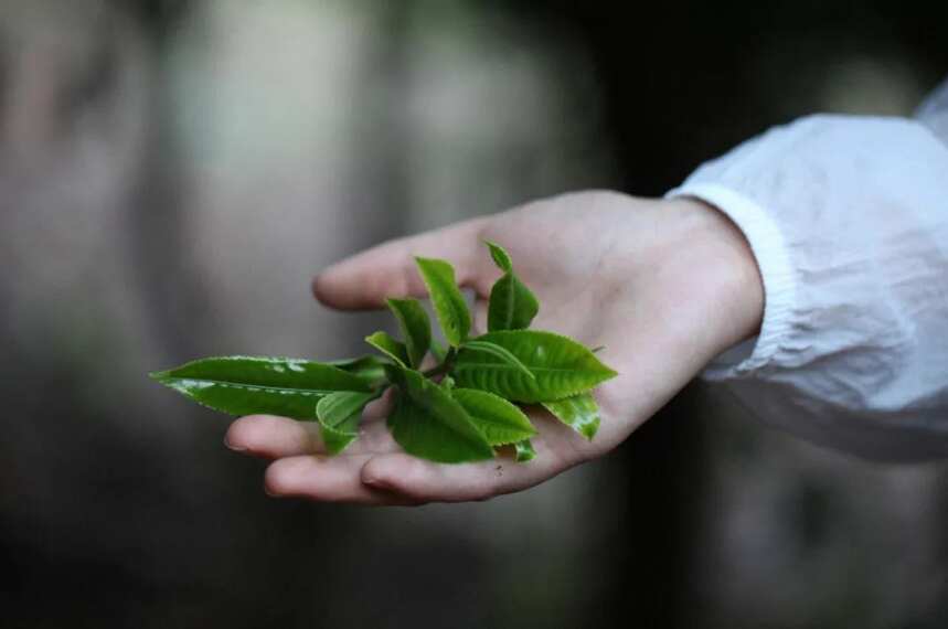 藏在永德秘境的宝藏茶——弯腰树，口感滋味竟可匹敌班章和冰岛