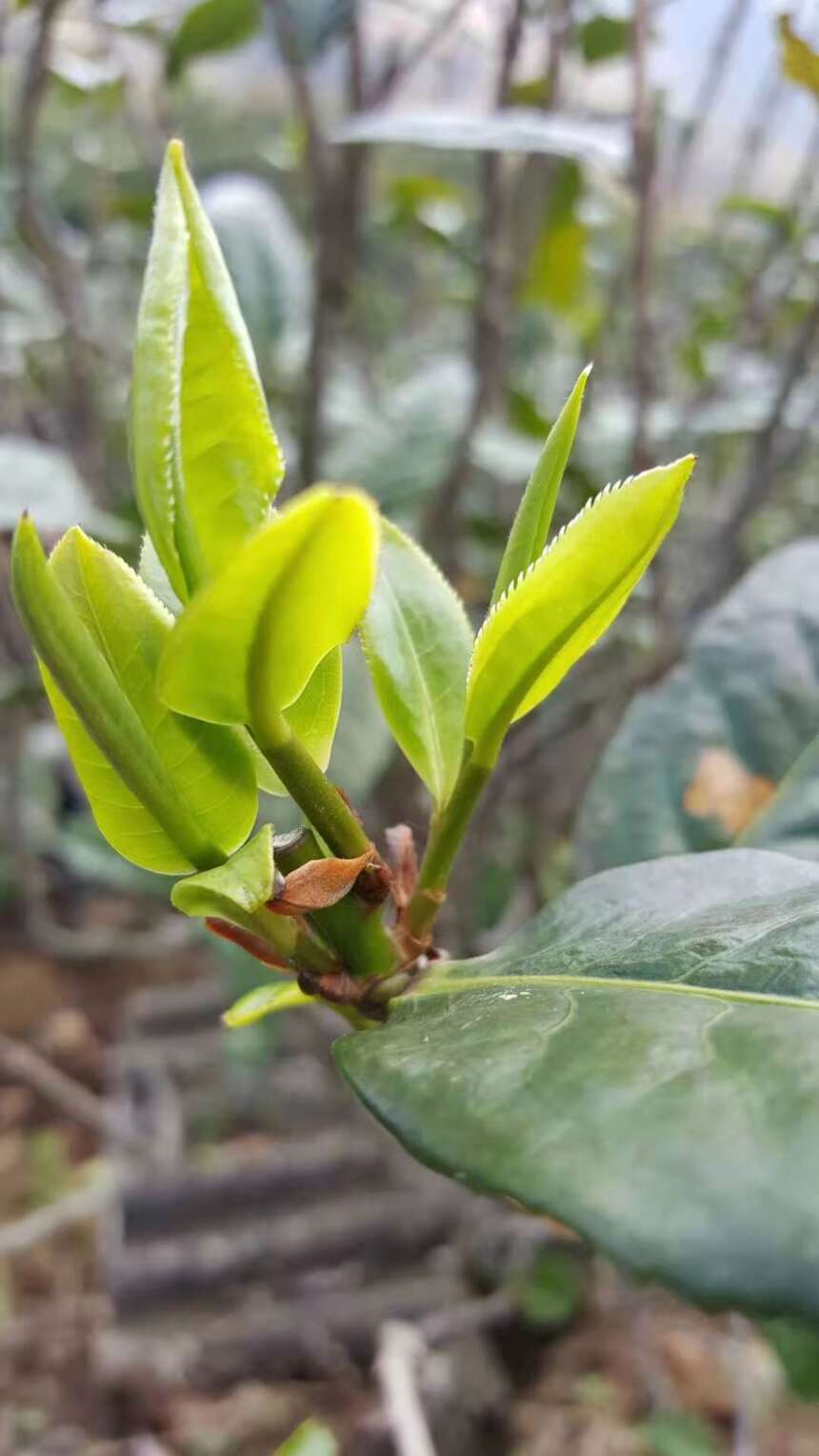 “勐库十八寨，寨寨出好茶。”带你走进勐库茶山？（二）