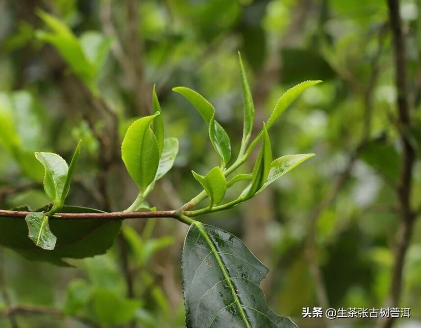 多大树龄的茶树才算古树？古树普洱茶与其他茶类比优胜在哪？