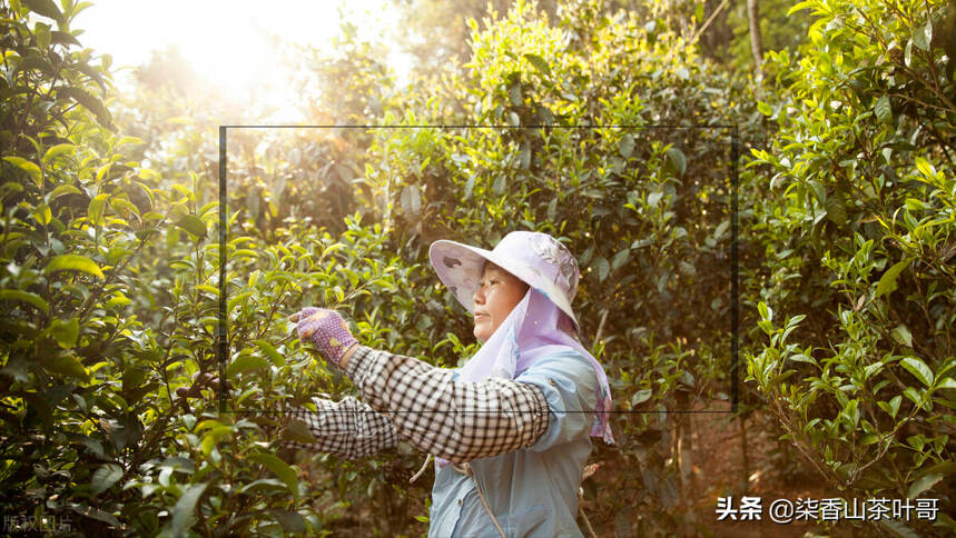 大话普洱：喝茶的买不到好茶，做茶的又卖不出去，原因出在哪里？