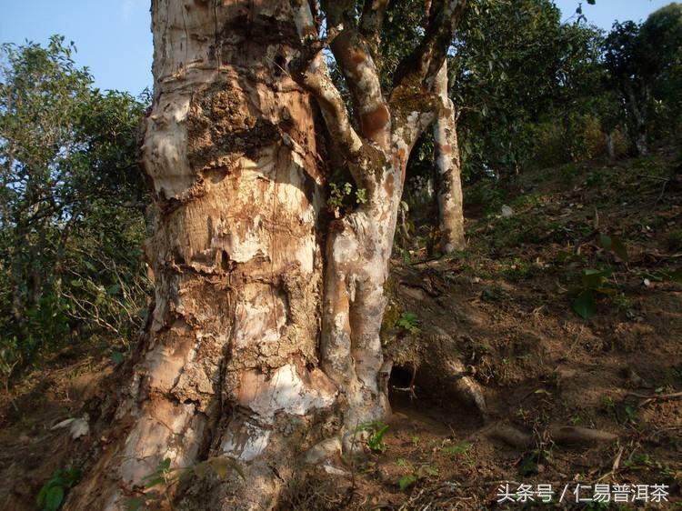 仁易说茶：我们是怎么保证品质的前提下说班章冰岛易武的