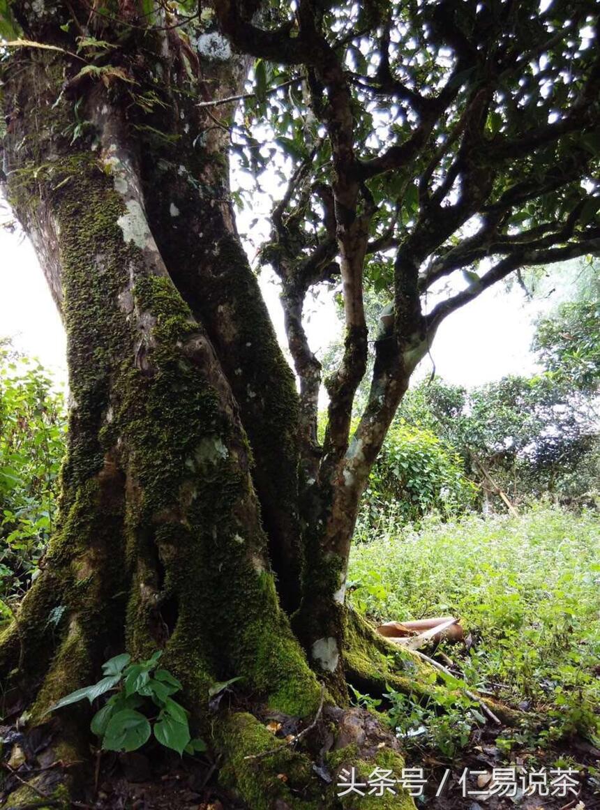 仁易说茶：喝普洱茶对糖尿病I型与II型有效，看QS不如喝对茶