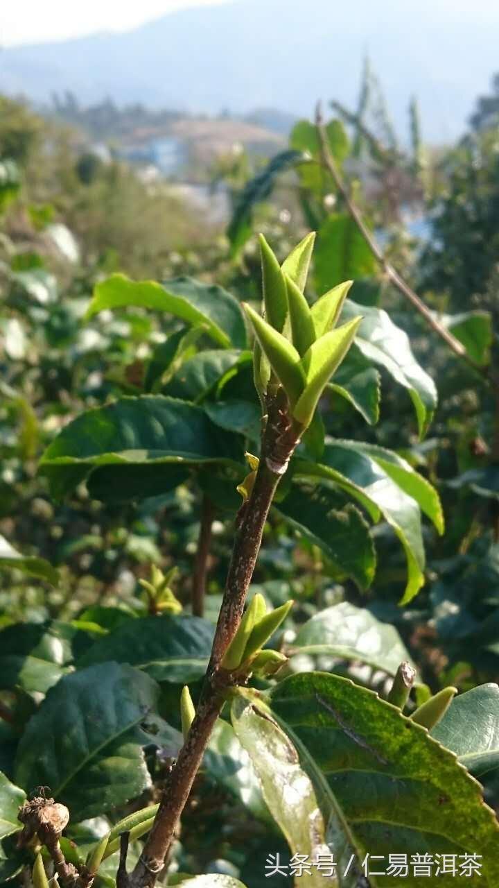 仁易说茶：我们认可的临沧制茶小伙伴