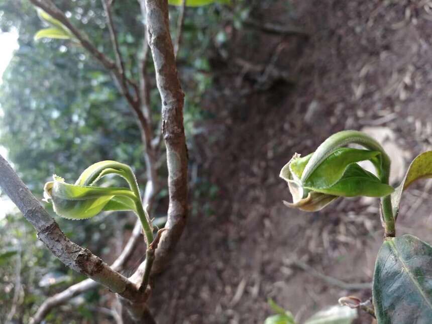 《老徐谈茶》181期：2020易武头春茶产量低，卖相差？滋味如何？