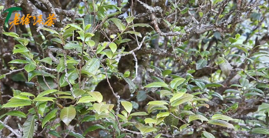 《老徐谈茶》特别节目：机缘巧合邦东之星问世！紫芽单株滋味如何