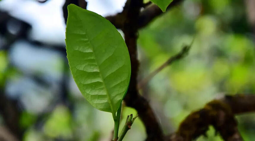 冰岛在普洱茶中的地位！无可替代，众星捧月