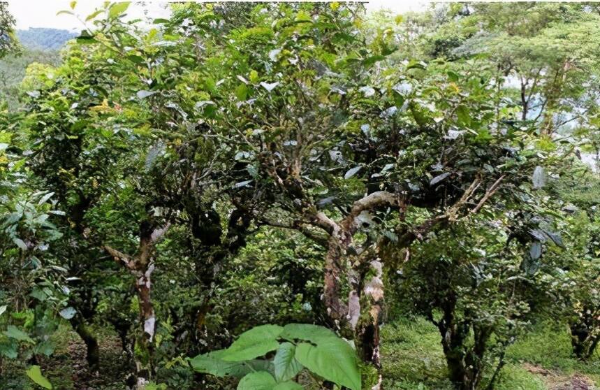 普洱茶茶山（山寨）冰岛、班章、班盆、老曼峨有哪些不同之处？