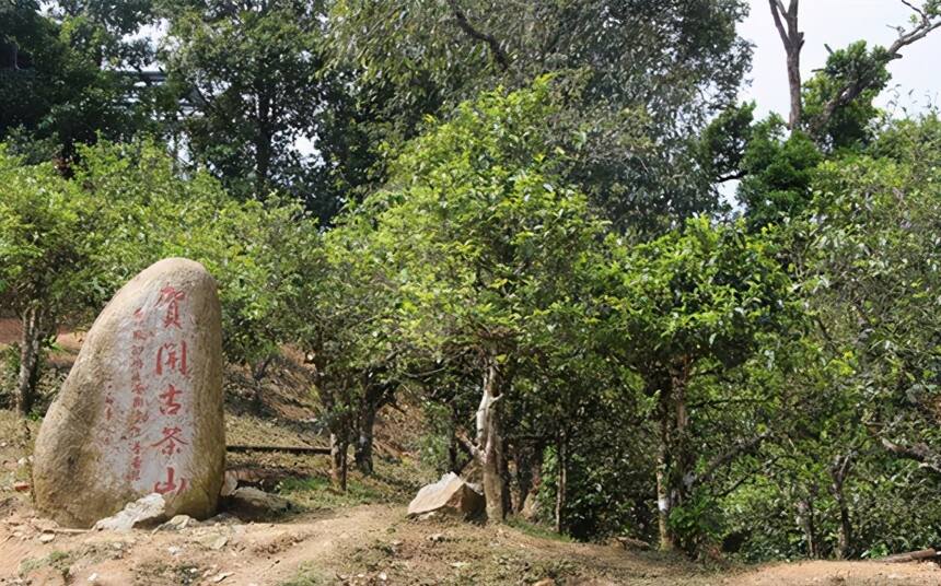 详解新八大茶山（地理位置、茶区、茶质特色），相比哪个茶好喝？