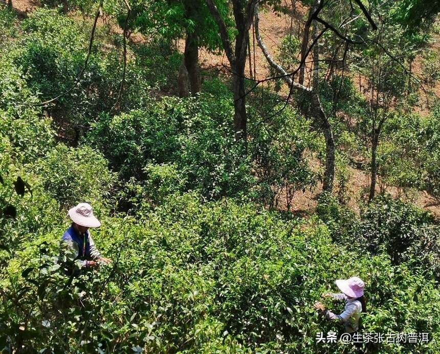 巴达山普洱茶好不好喝？