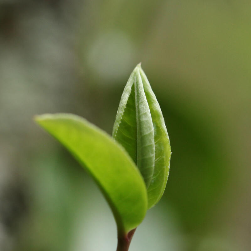 探寻普洱茶鲜爽度的由来！什么样的茶喝着更鲜爽？非这4种茶莫属