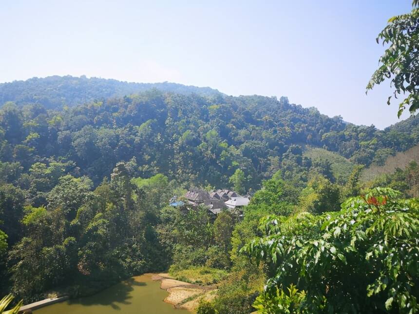 据说如今的攸乐古茶山发生了翻天覆地的变化，那古树茶口感如何？