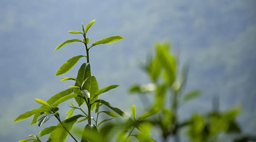 不受待见到名茶荟萃！临沧茶，已经大器晚成？