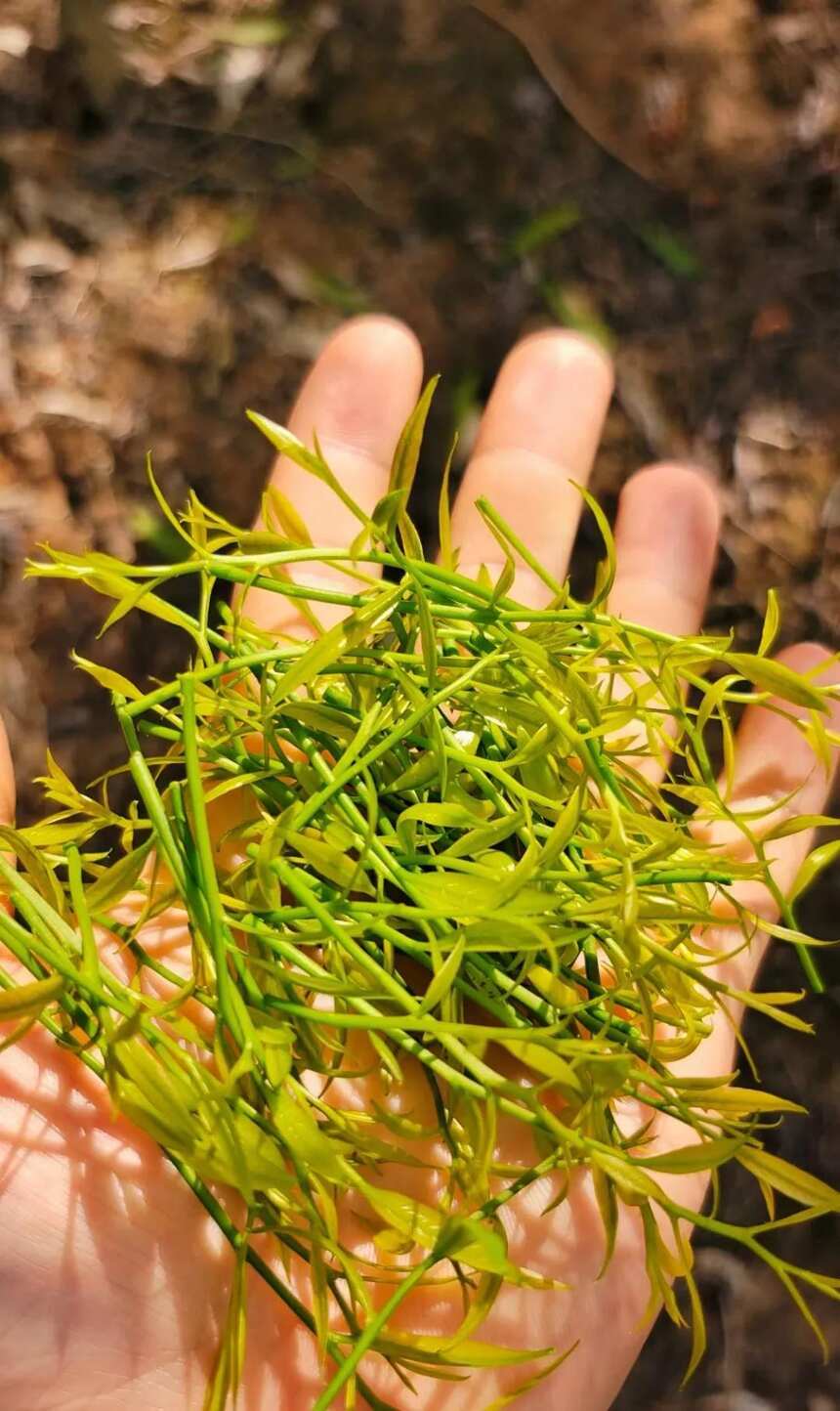 云南第二十怪：最贵的野菜长树上