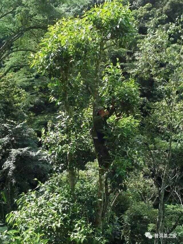 易武高杆古树茶新贵蟒蛇箐，会是下一个铜箐河吗？