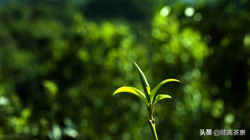 业界定义不清！谨防商家陷阱！揭秘普洱茶中水最深的古树茶