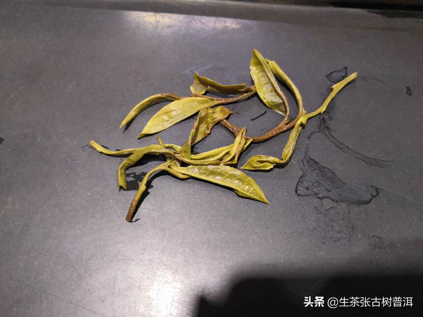 普洱茶叶底（茶渣）的玄机，你了解吗？千万不可喝完，就倒掉