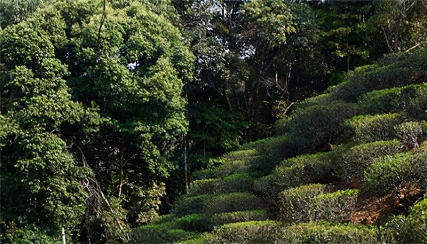 生茶张详解：易武茶区名茶！刮风寨、麻黑、落水洞等普洱茶