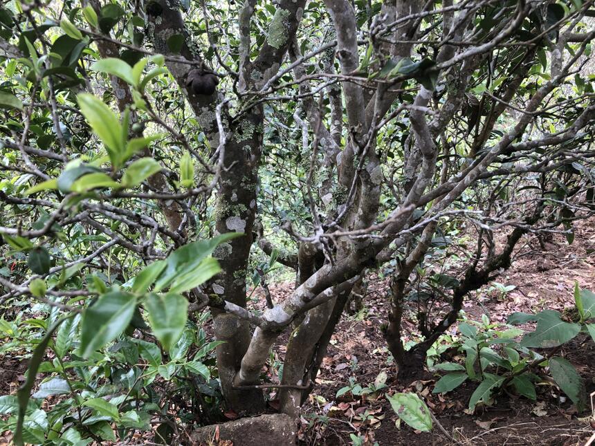 老徐谈茶特别节目：滋味好、产量少！这片中树茶生长环境到底啥样