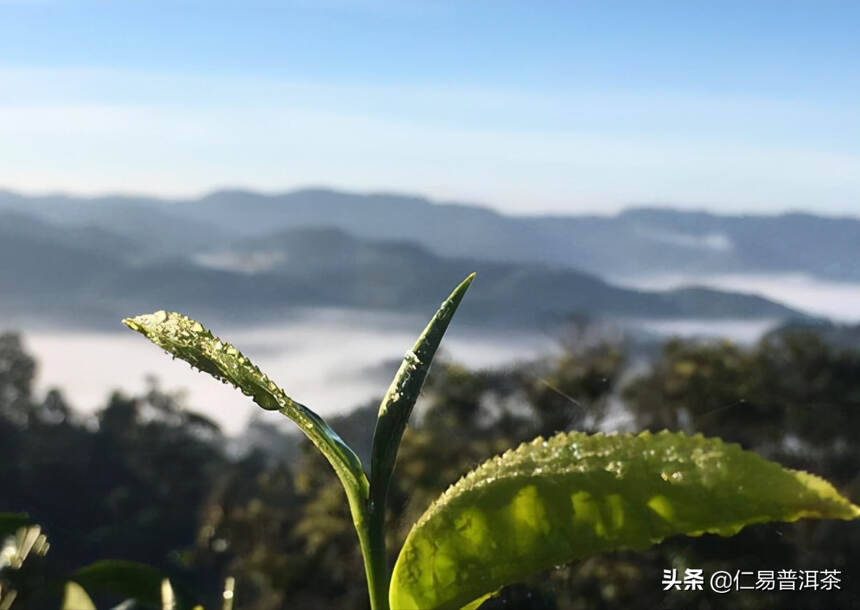 熟茶的核心选料标准，看山头还是技术（下篇）