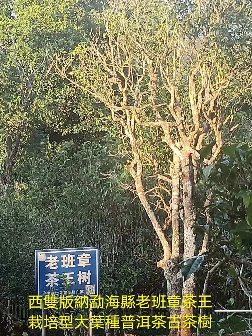 新闻背后：省人大常委会《云南省古茶树保护条例》立法调研组调研