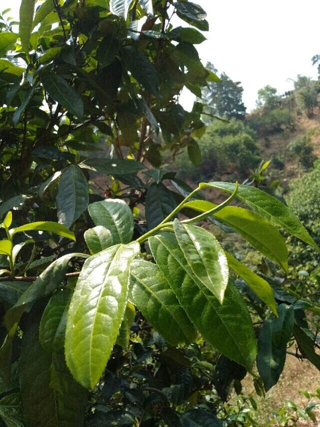 下雨天来一杯好茶，让自己安静一下!