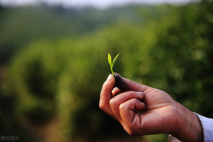 来自茶的感悟，你是否有同感呢？