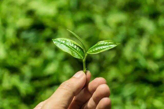 普洱茶的干仓和湿仓真的那么难分辨吗？