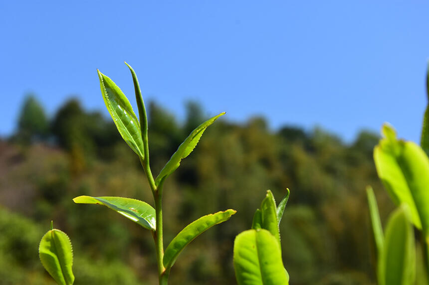 古树茶的八大谎言，每一条都是干货