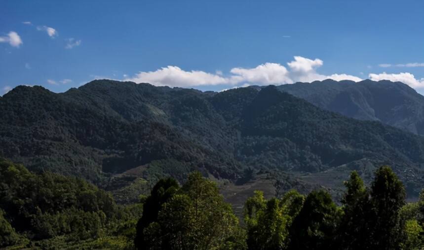 无量山系的老乌山古茶山你了解多少？茶叶的特点怎么样？