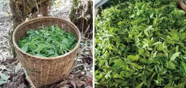 几月上茶山最合适？