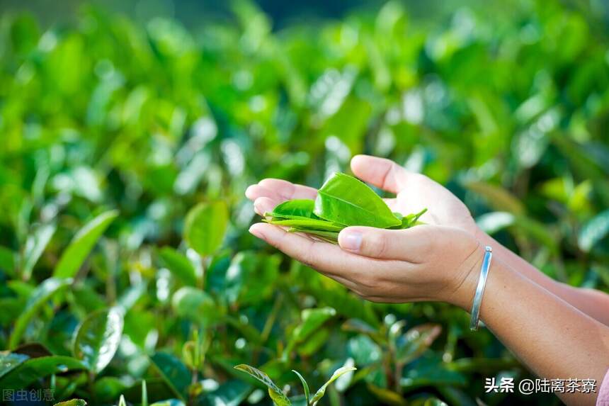 业界定义不清！谨防商家陷阱！揭秘普洱茶中水最深的古树茶