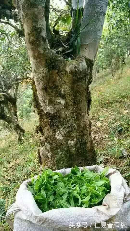 仁易说茶：从普洱茶中找回了真正的茶道意义，易经与茶是共通的