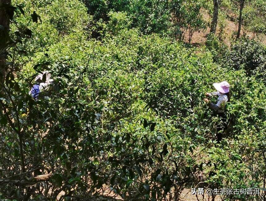 古树普洱茶好喝吗？为什么说只有古树茶才有“马蹄口”？